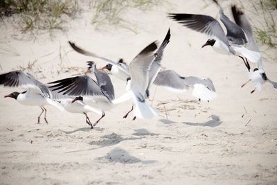 Flock of seagulls on beach