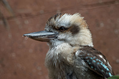 Close-up of bird