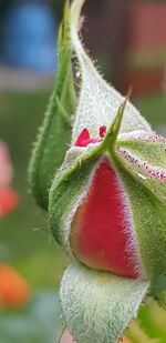 Close-up of rose bud