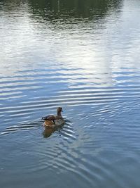 Duck swimming in lake
