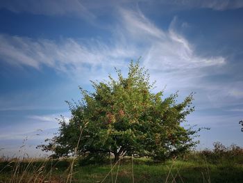 Tree on field against sky