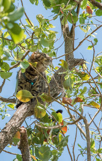 Low angle view of bird perching on tree