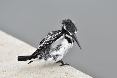 Close-up of bird perching