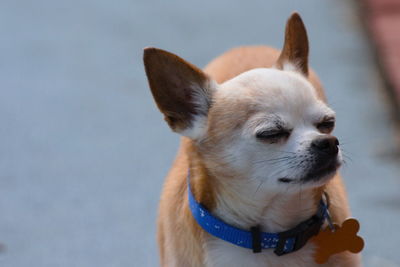 Close-up of a dog looking away
