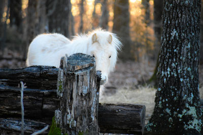 Horse in a forest