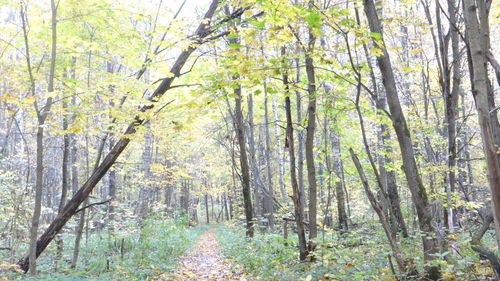 View of trees in the forest