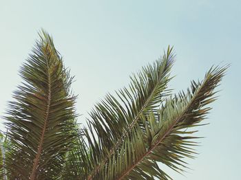 Low angle view of palm tree against clear sky