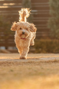 Portrait of dog