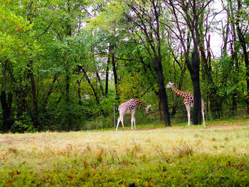 View of a horse in the forest