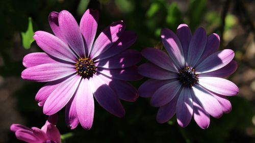 Close-up of pink flowers