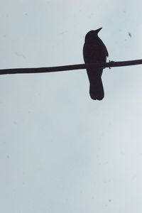 Low angle view of bird perching on snow against clear sky