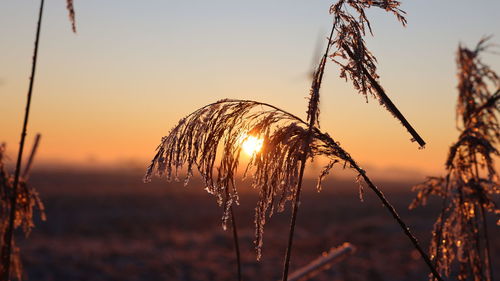 Close-up of wheat growing on field against sky during sunset