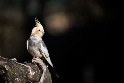 Close-up of bird perching on branch