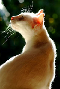 Close-up of white cat