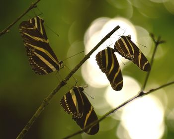 Close-up of butterfly on leaf