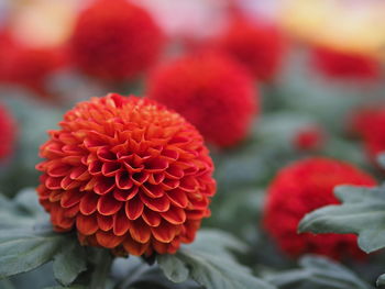 Close-up of red dahlia