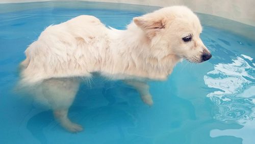 High angle view of dog on swimming pool