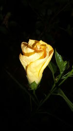 Close-up of flower against black background