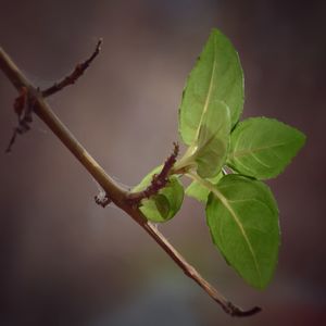 Close-up of plant