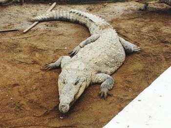 High angle view of lizard