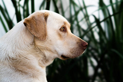 Close-up of dog looking away