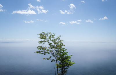 Scenic view of sea and tree against sky