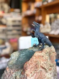 Close-up of lizard on rock