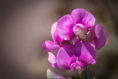 Close-up of pink flowers blooming outdoors