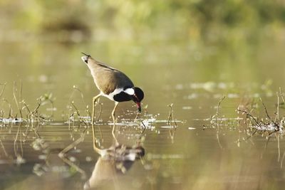 Bird perching on a lake