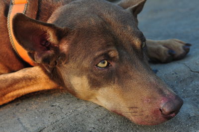 Close-up portrait of dog lying down