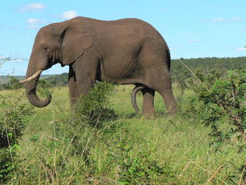 Elephant on field against sky