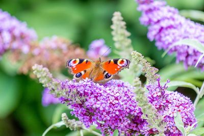 Close-up of butterfly pollinating flower