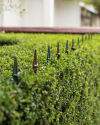Close-up of plants growing on field