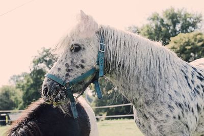 Close-up of horse on field against sky