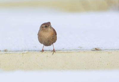 Close-up of bird perching on retaining wall
