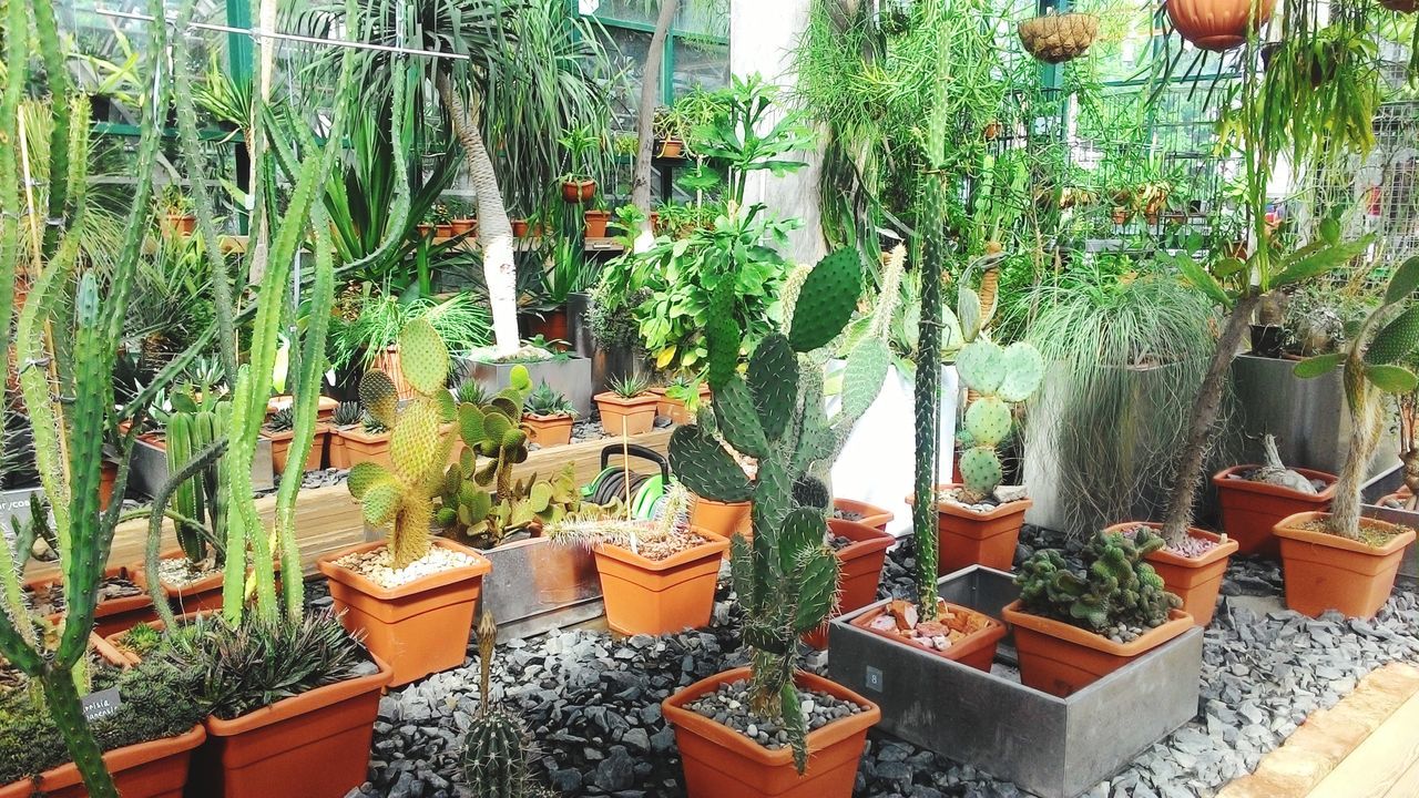 PLANTS GROWING IN GREENHOUSE