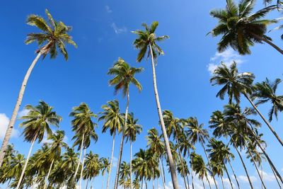 Low angle view of palm trees against clear blue sky