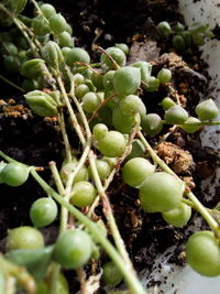 Close-up of berries growing on plant