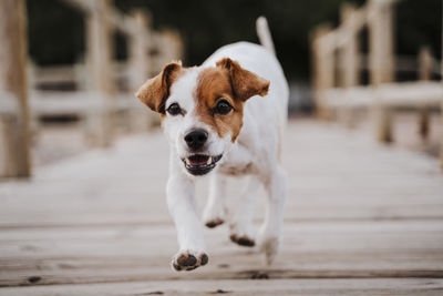 Portrait of dog looking at camera