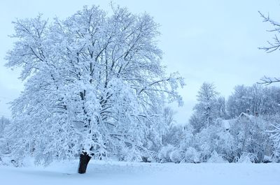 Bare trees on snow covered field