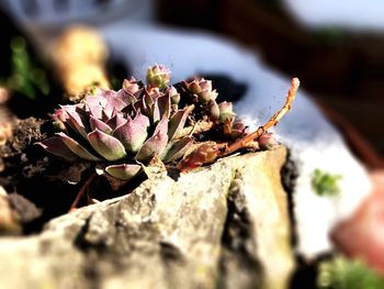 Close-up of flowering plant on rock