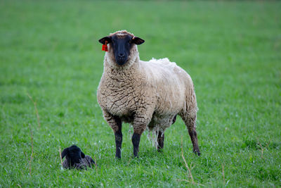 Sheep standing in a field