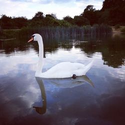 Swan floating on lake