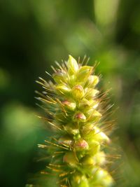 Close-up of plant against blurred background