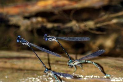 Close-up of dragonfly on plant