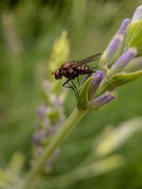 Close-up of insect on purple flower