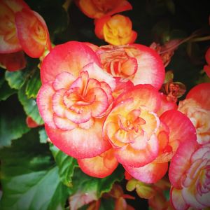 Close-up of red rose flowers