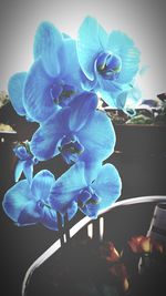 Close-up of blue orchid
