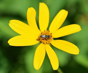 Close-up of insect on yellow flower