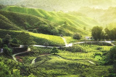 Scenic view of green landscape